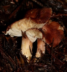 Cystodermella