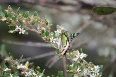Graphium macleayanus