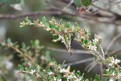 Graphium macleayanus