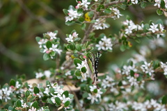 Graphium macleayanus