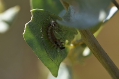 Utetheisa pulchelloides