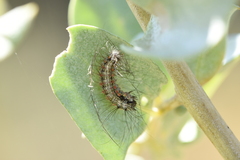 Utetheisa pulchelloides