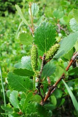 Betula nana