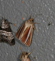 Heliocheilus cramboides