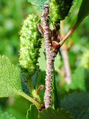 Betula nana