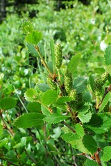 Betula nana