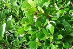 Betula nana