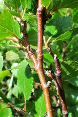 Betula nana
