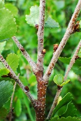 Betula nana
