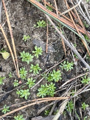 Draba verna