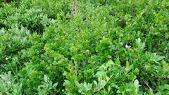 Betula nana