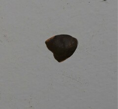 Hemonia micrommata
