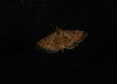Herpetogramma hipponalis