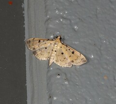 Herpetogramma cynaralis