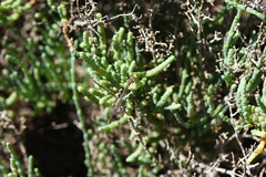 Xanthagrion erythroneurum