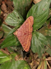 Homodes bracteigutta