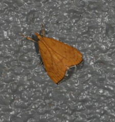 Hyalobathra brevialis