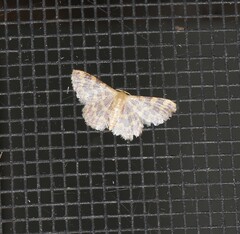 Idaea simplex