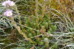 Euphrasia collina lapidosa