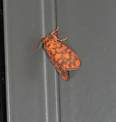 Miltochrista quadrilineata