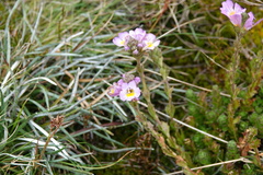 Euphrasia collina lapidosa