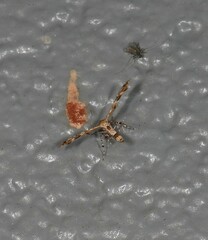 Nippoptilia cinctipedalis