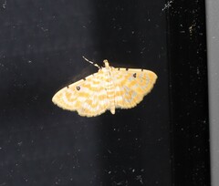 Notarcha aurolinealis