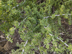 Condalia globosa