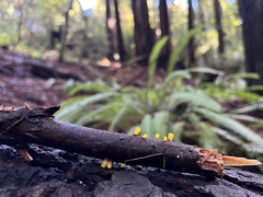 Dacrymyces capitatus