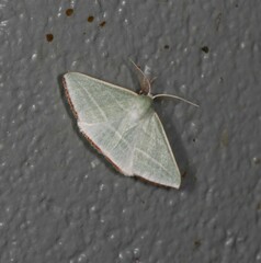 Oenochroma infantilis