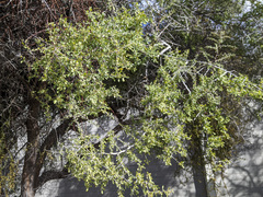 Condalia globosa