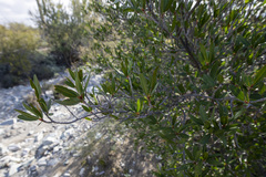 Pleradenophora bilocularis