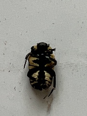 Glycyphana festiva