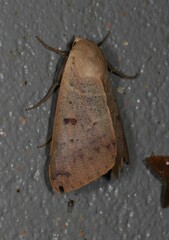 Ophiusa disjungens
