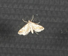 Parapoynx dentizonalis