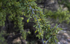 Condalia globosa