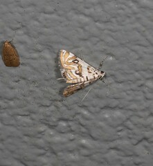 Parapoynx polydectalis