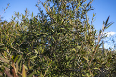 Pleradenophora bilocularis