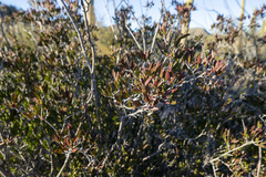 Pleradenophora bilocularis