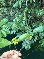 Huberantha nitidissima