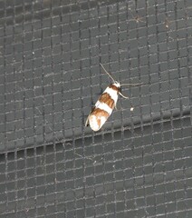 Prepocosma schalidota