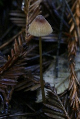 Mycena aurantiomarginata