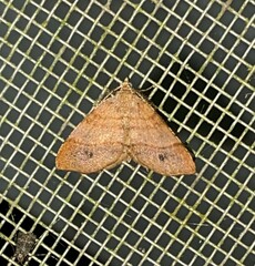 Mellilla xanthometata