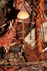 Mycena aurantiomarginata
