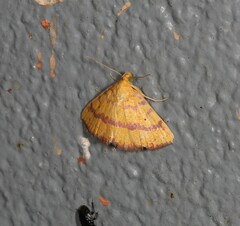 Raparna crocophara
