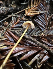Mycena aurantiomarginata