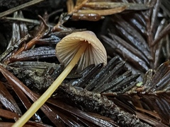 Mycena aurantiomarginata