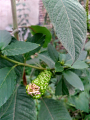 Phytolacca