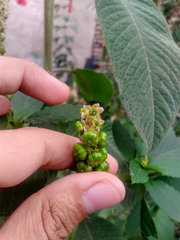 Phytolacca