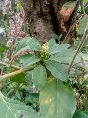 Phytolacca